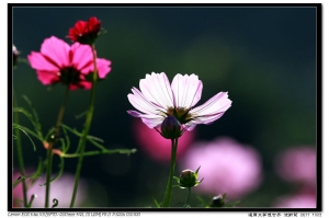 波斯菊 2K11