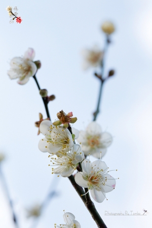 梅花---賞花季節到了~