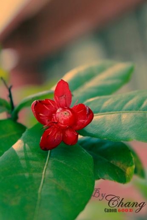 農場植栽"米老鼠"