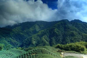 竹山&nbsp;&nbsp;八掛茶園