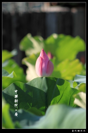 也學人家拍荷花(中興新村)
