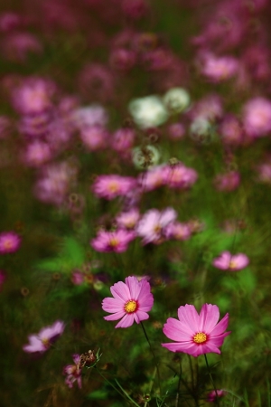小猴賞花趣~~