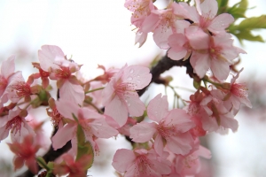 2014新竹玻璃工藝博物館 櫻花