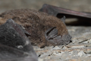 落難的德古拉小子