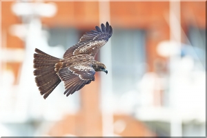Canon 1.4X III +EF500mmF4 動態飛行試拍