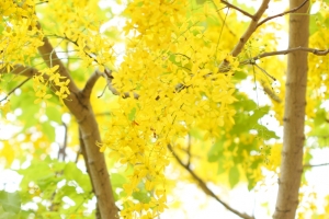 第一次拍阿勃勃和花