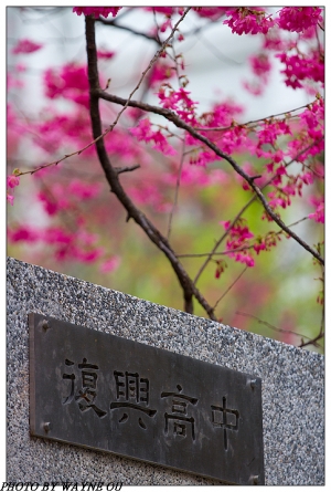 復興高中櫻花&綠繡眼