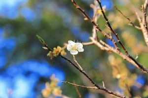 角板山冬梅....