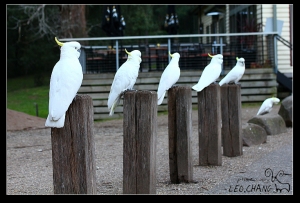 第一次打鳥.......