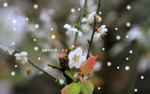 白色の記憶 / 千千