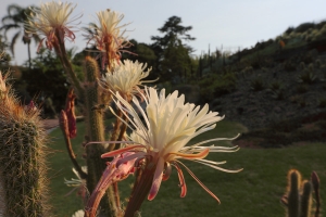 仙人掌花