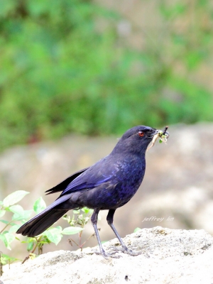 鳥蛙人