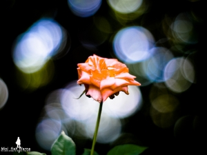 [GF3]:::小魚兒~~腰都"散"到了