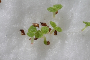 分享一顆暴力的微距鏡MP - E65