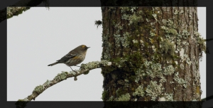 EF 400mm F5.6 鳥16