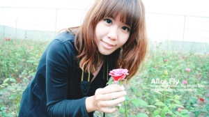 20111018 Alice Fly 午後的玫瑰