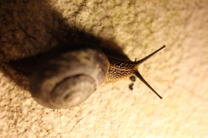 民宿遇見小動物