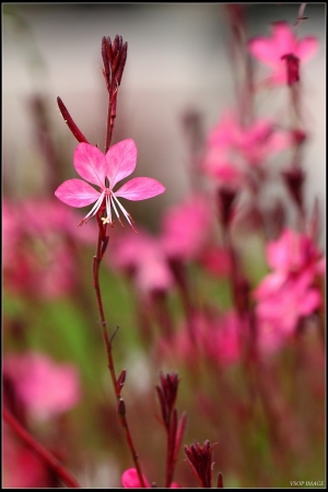 拈花惹草
