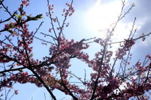 樂活公園 櫻花(2016-02-13)