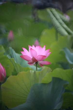 2010中興新村荷花之二 by Minolta 500/8 反射鏡 With 5D2