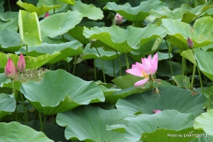白河蓮花~