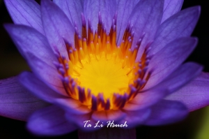 新百微蓮花篇~