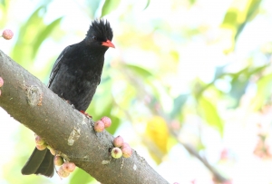 大安森林公園亂亂拍P2