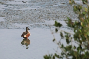 20170131 水鳥去還來