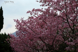 旅。陽明山一日遊