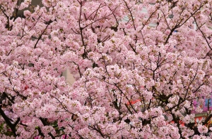 天元宮櫻花