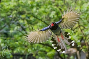 台灣藍鵲飛行版拍攝初體驗