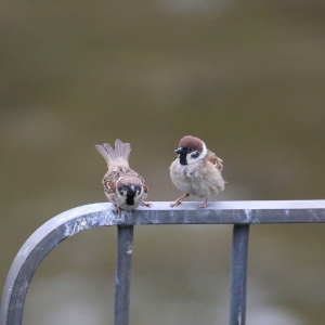 麻雀(是親熱還是打架?)