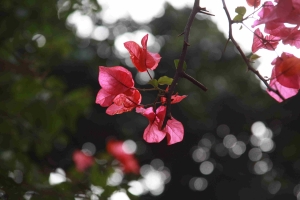 新手試拍~公園隨意拍