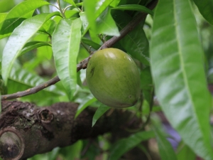 ★201304田園花草★