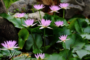 香水蓮