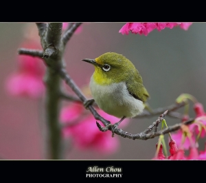 EF 200 f/2L 拍小綠