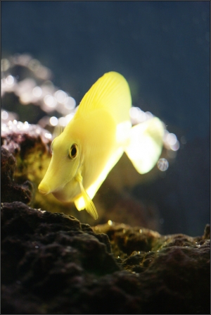 小魚缸