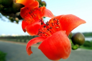 20170304 木棉花 - 翠樹金花密作行