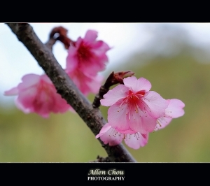 櫻花小品