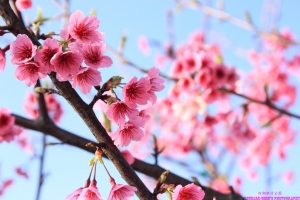 內湖樂活公園櫻花