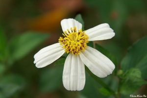 花語草(大花咸豐草) 2013-04-21拍