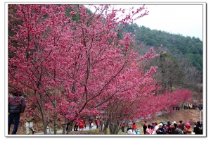 2014 武陵櫻花季