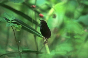 杉林溪的鳥...麟胸鷦鷯<<打獵版>>
