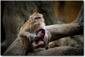 Taipei's Zoo