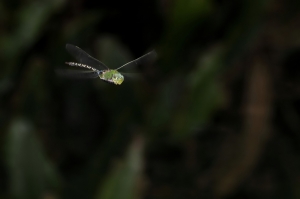 烏點晏蜓 Anax guttatus (Burmeister, 1839)