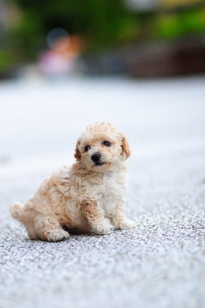 PUFFY