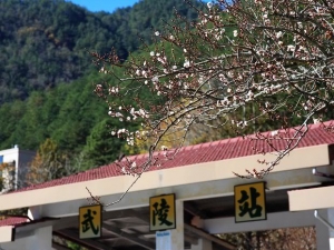 武陵&南橫----梅花&櫻花