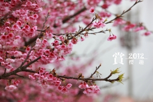 偕女王賞櫻趣