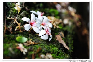 簡單の桐花