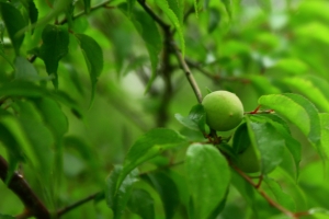 這是什麼花?那是什麼果?